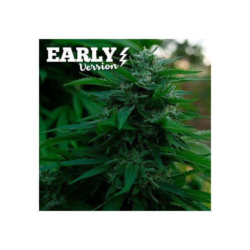 Lord Kush Early Version, Фасовка: 1